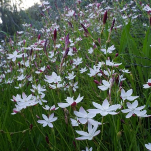 Hesperantha falcata